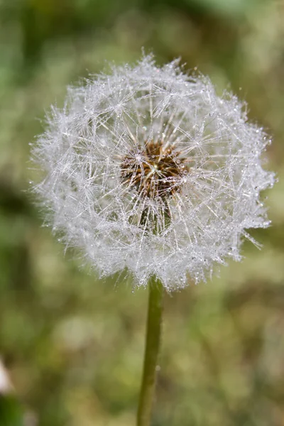 Wet dandelion macro — Stock Photo, Image