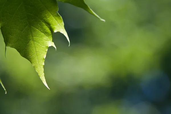 Feuille d'érable fond — Photo