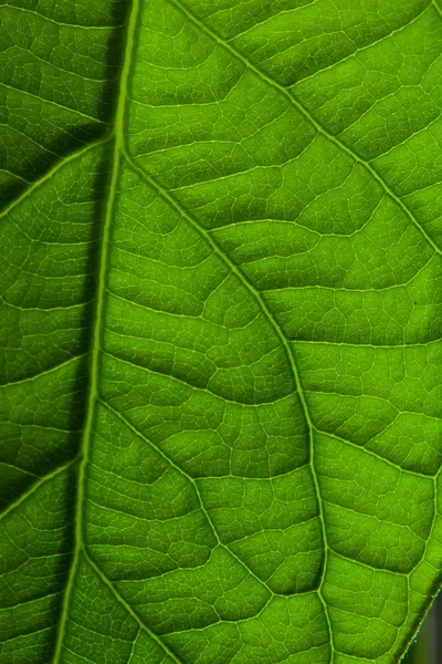 Leaf coseup — Stock Photo, Image