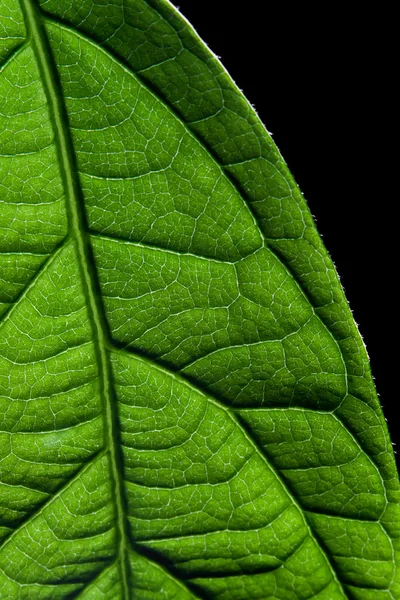 Leaf coseup — Stock Photo, Image