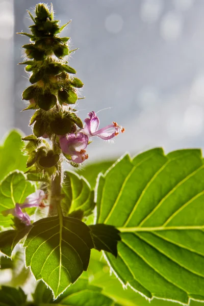 Zoete basilicum bloei, ocimum basilicum — Stockfoto