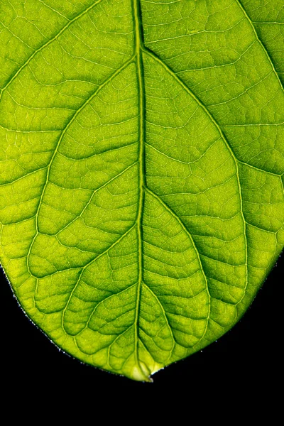 Leaf coseup — Stock Photo, Image