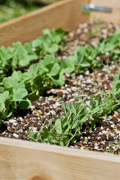 Jardinería casera, guisantes — Foto de Stock