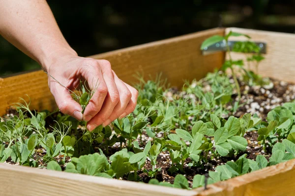 Jardinería casera, guisantes — Foto de Stock