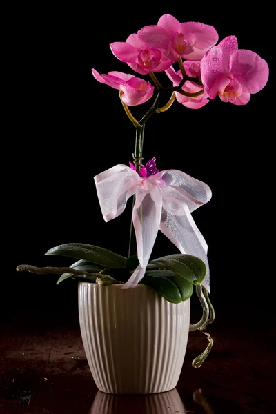 Orquídea rosa — Foto de Stock