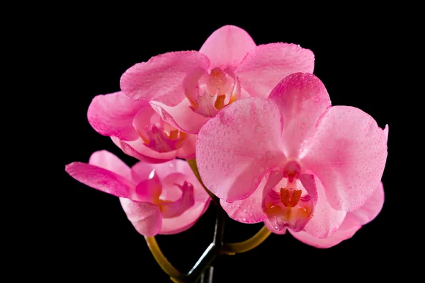 Orquídea rosa — Foto de Stock