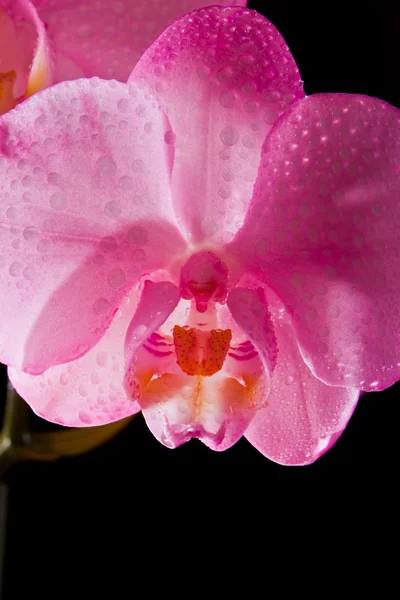 Orquídea rosa — Foto de Stock