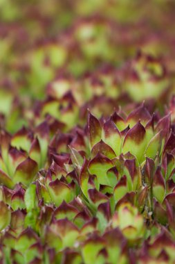 Sempervivum etli yakın up (tavuk ve civcivler)