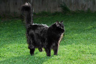 uzun siyah saçları kedi