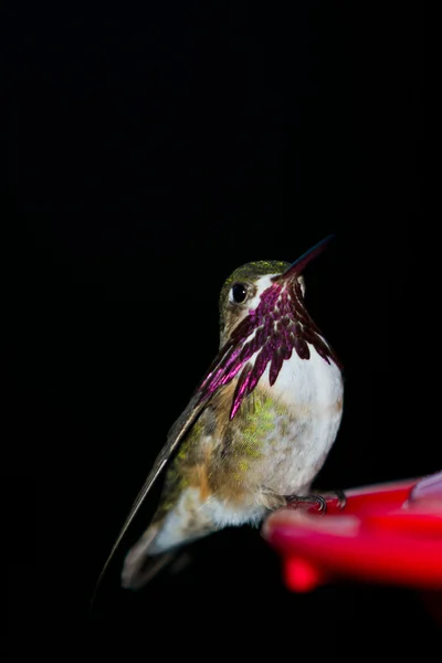 Uccelli canticchianti — Foto Stock
