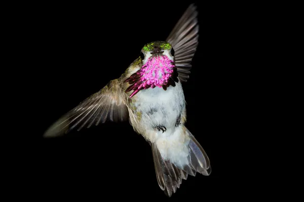 Hummingbird in flight — Stockfoto