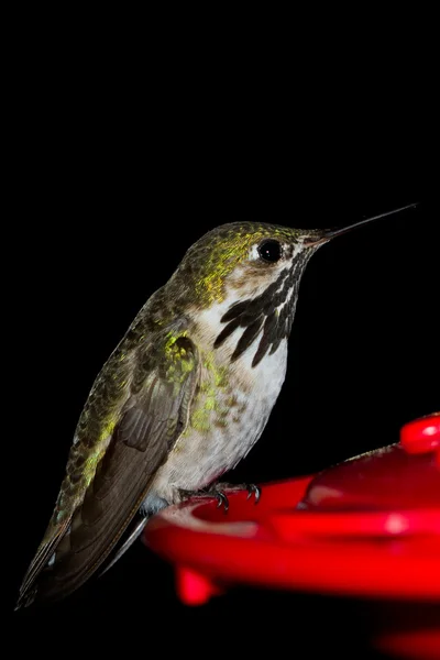 Humming pássaro alimentação — Fotografia de Stock