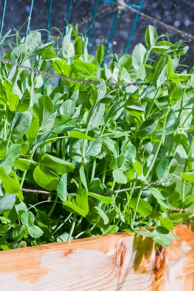 Erbsenpflanzen — Stockfoto