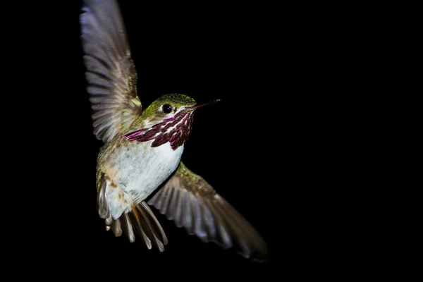 Kolibrie in vlucht — Stockfoto