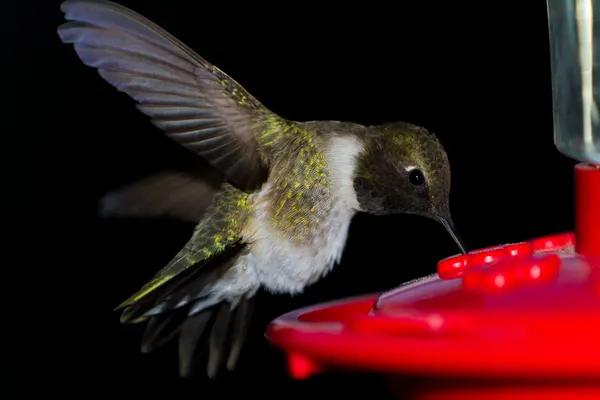 Humming bird utfodring — Stockfoto