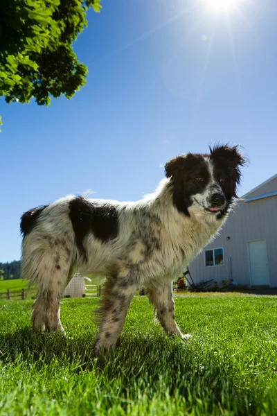 Australisk cattle dog — Stockfoto