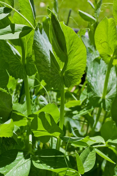 Erwt planten — Stockfoto