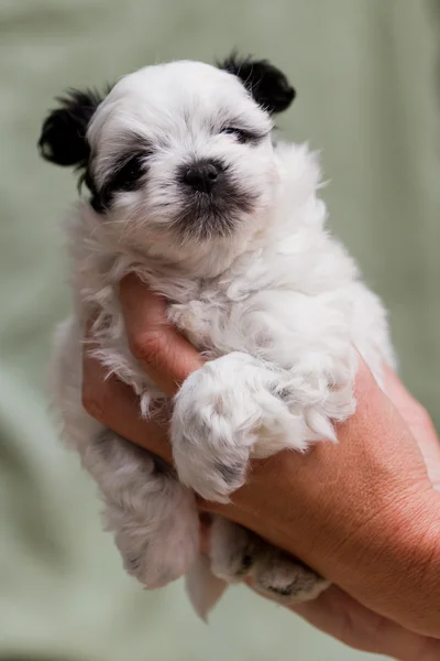 Holding a puppy — Stock Photo, Image