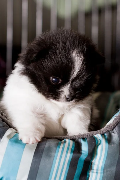 Baby pomeranian — Stock Photo, Image