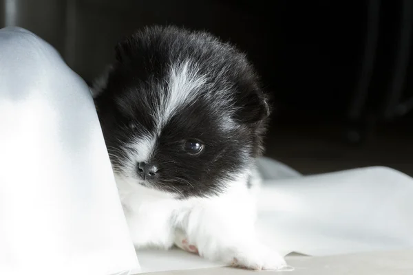 Bebé Pomeranian — Foto de Stock