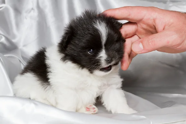 Bebé Pomeranian —  Fotos de Stock