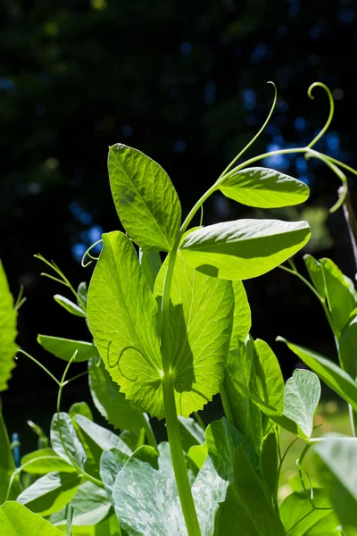 Pea plants — Stock Photo, Image
