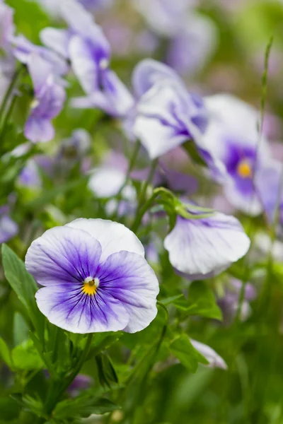 Blue white and purple pansies with greenery in the garden Stock Photo