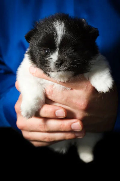 Bambino Pomerania — Foto Stock