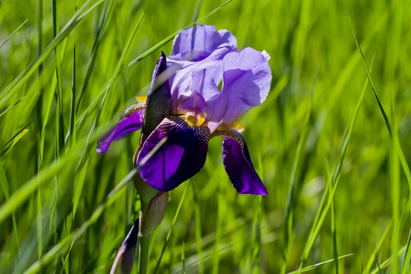 Lilla iris – stockfoto