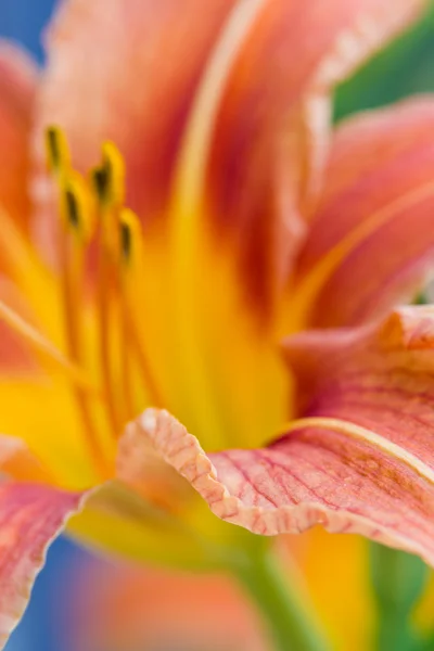 Flor de lírio dia laranja — Fotografia de Stock