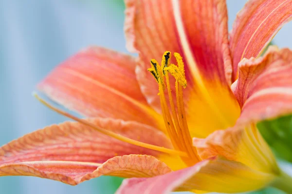 Πορτοκαλί ημέρα κρίνος λουλούδι — Φωτογραφία Αρχείου