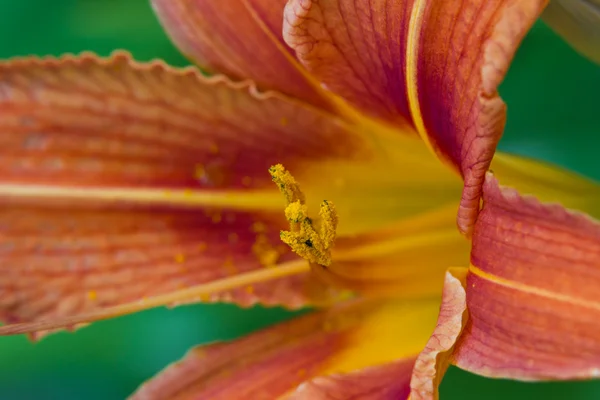 Flor de lirio de día naranja —  Fotos de Stock