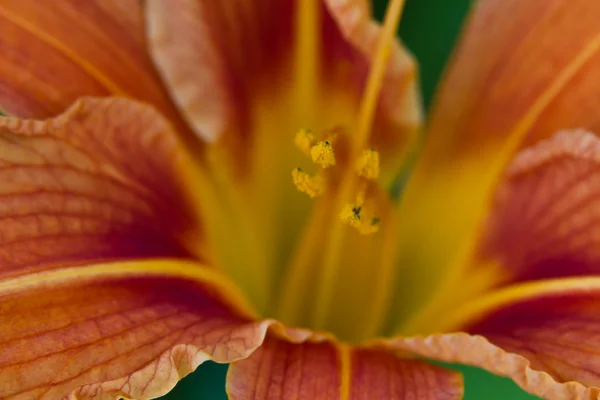 Flor de lirio de día naranja —  Fotos de Stock