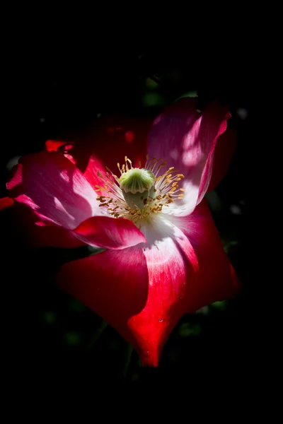 Pink poppy close up — Stock Photo, Image