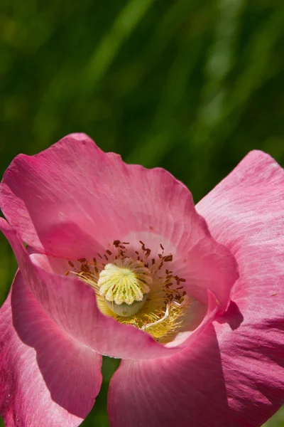 Pink poppy close up — Stock Photo, Image