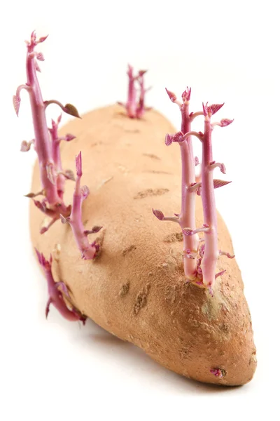 Croissance sur une patate douce — Photo