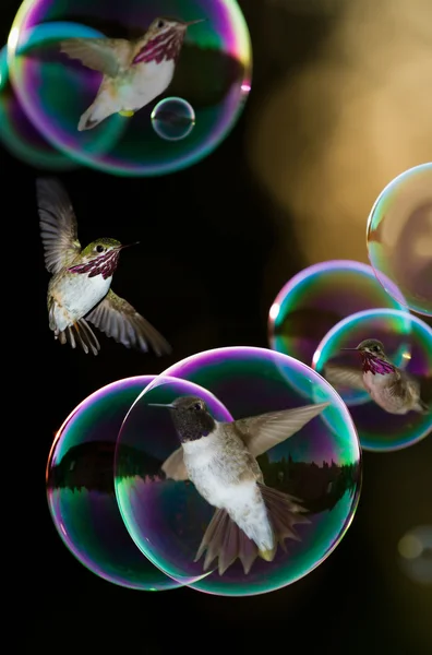 Cantarilho pássaros em bolhas — Fotografia de Stock