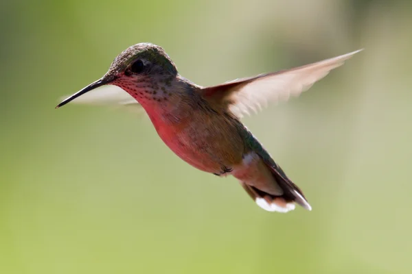 Humming bird in flight — Stock Photo, Image