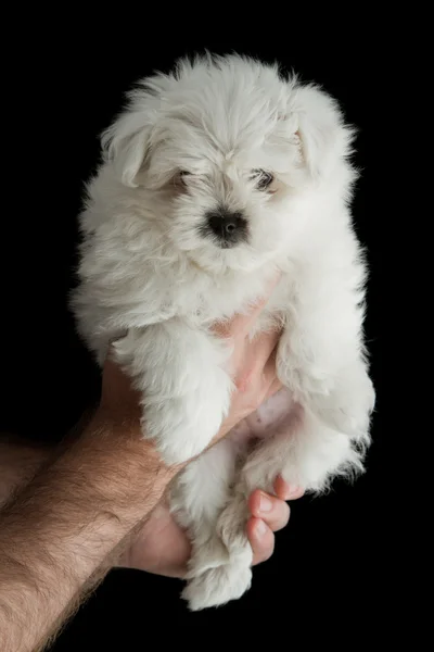 Baby poodle — Stock Photo, Image