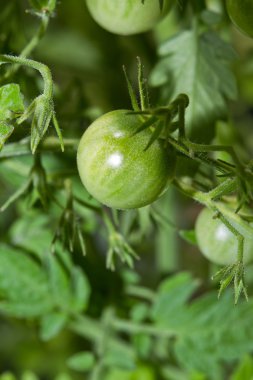 Yeşil domates
