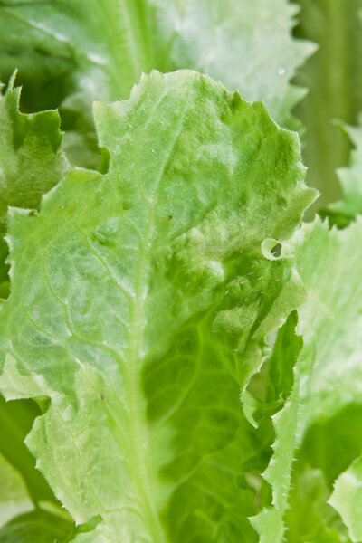 escarole background