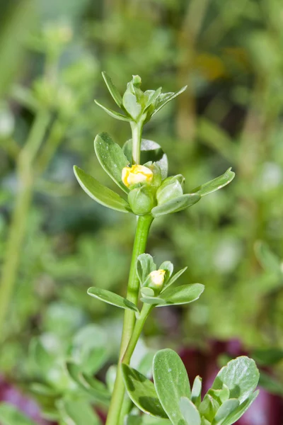 Postelein Sla — Stockfoto