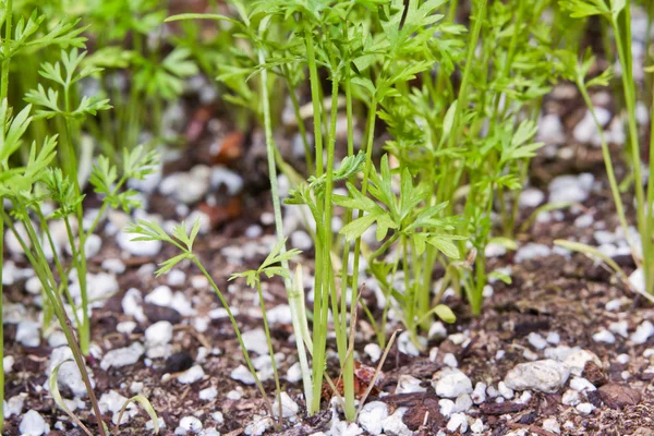 Plantas de cenoura bebê — Fotografia de Stock