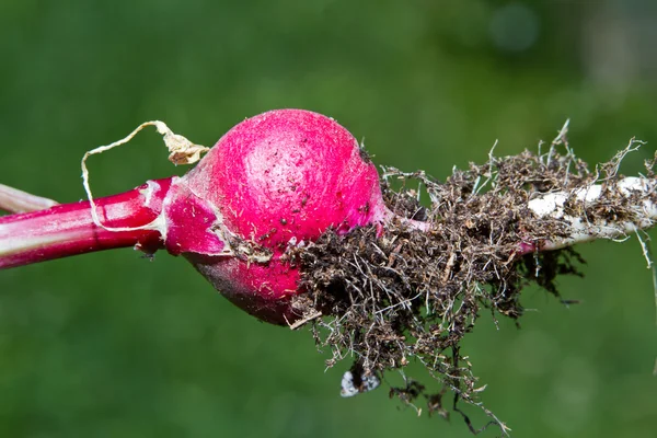 Špinavé červené ředkvičky — Stock fotografie