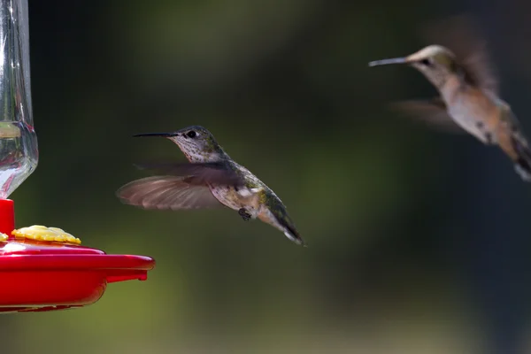 Pássaro de zumbido — Fotografia de Stock