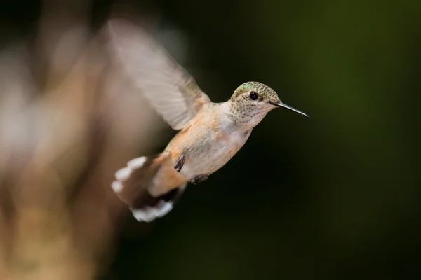 Pássaro de zumbido — Fotografia de Stock