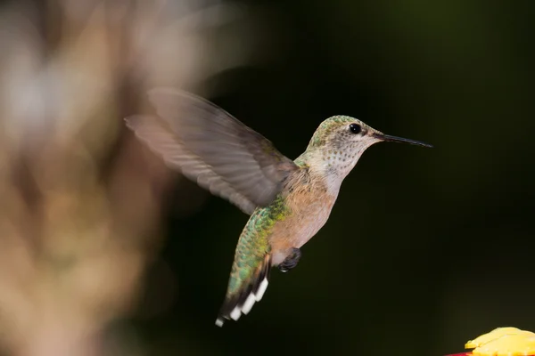 Pássaro de zumbido — Fotografia de Stock