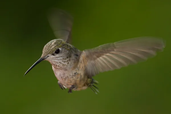 Pájaro tarareando —  Fotos de Stock