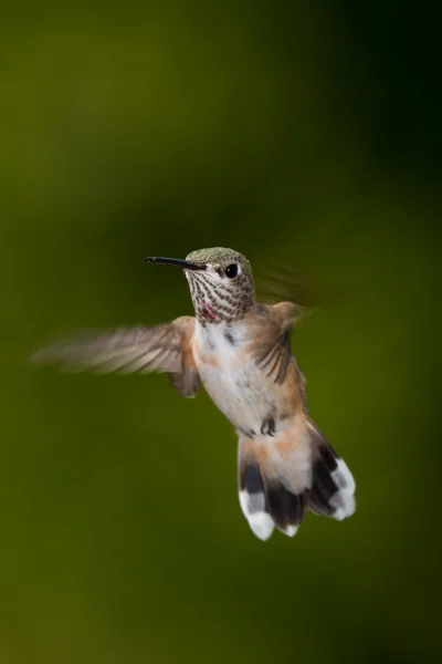 벌새를 이용하는 방법 — 스톡 사진