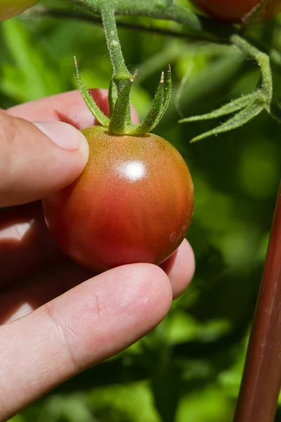 Виноградна лоза дозріли помідори — стокове фото